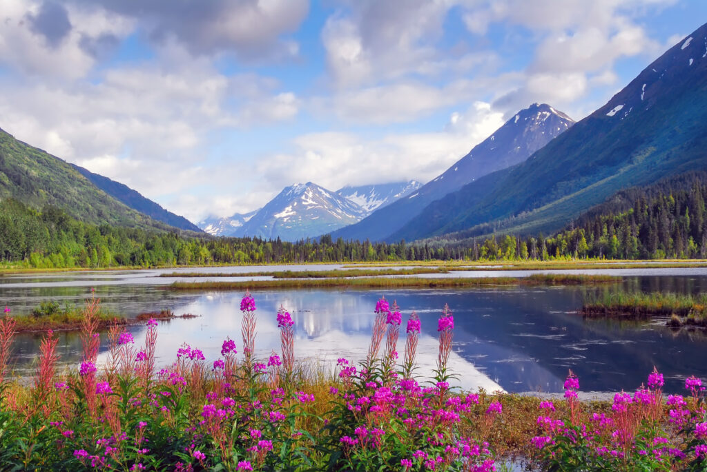 Alaskan mountains and fireweed surround lake landscape. Mountains reflect off the lake on sunny summer day.